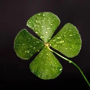 Szerencsepénzek mindenkinek