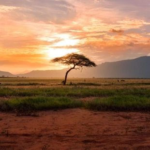 Ezüst befektetési érmék Afrika szívéből
