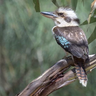 Kookaburra, egy népszerű ausztrál befektetőérme