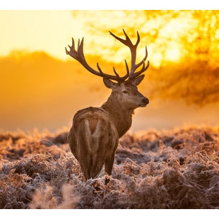 Magyarország, a vadászok földi Paradicsoma