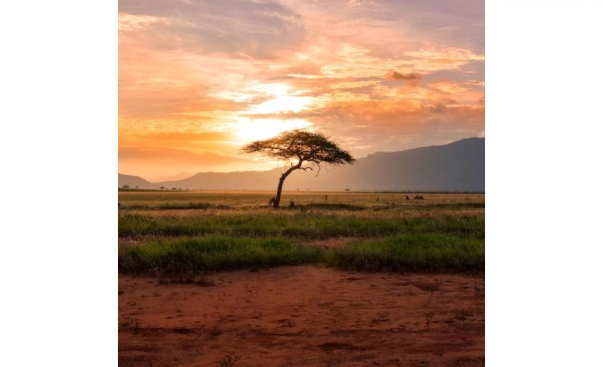 Ezüst befektetési érmék Afrika szívéből