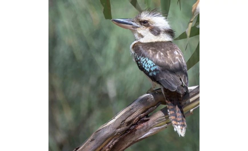 Kookaburra, egy népszerű ausztrál befektetőérme