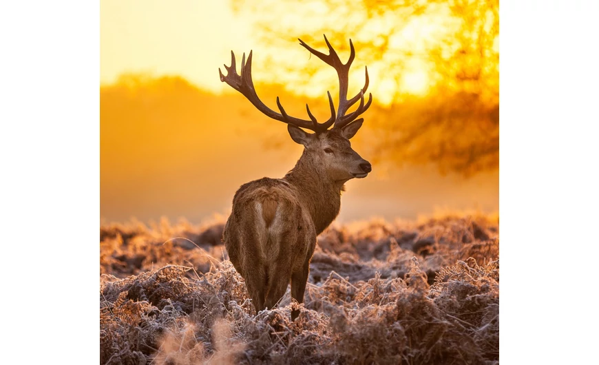 Magyarország, a vadászok földi Paradicsoma